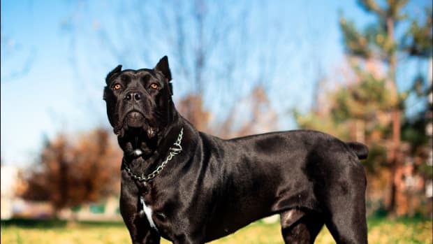Cane Corso and Tiny Toddler Sister Make the Most Precious Pair - Parade ...