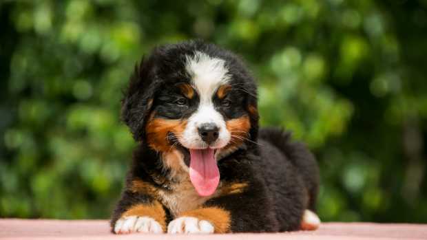 Golden Retriever Is the Picture of Gentle Upon Meeting Bernese Mountain ...