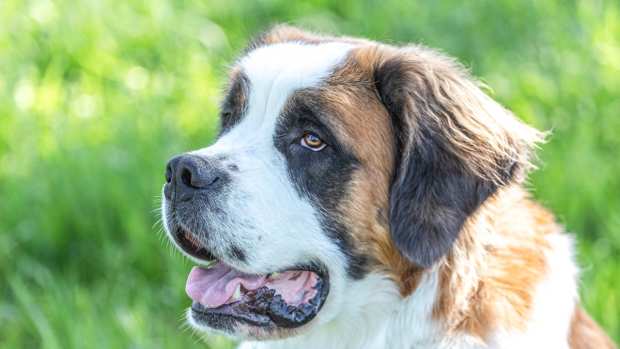 Precious St. Bernard Won't Come Inside Without Checking on Her Favorite ...