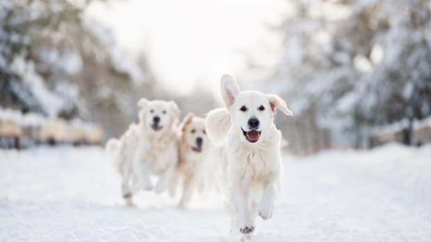 A trio of white Golden Retrievers running in the snow