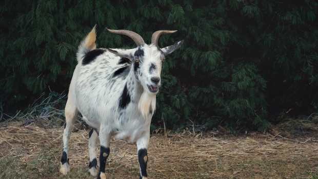 Sun-loving Goat At Sanctuary Unleashes Most Priceless Relaxation Face 