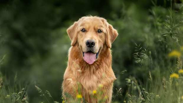 Golden Retriever Refuses To Go Outside Without A Hug In Display Of Pure 