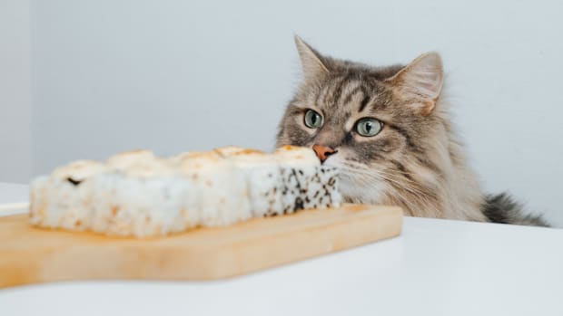 300 Cute Cat Names For Your Kitty Parade Pets 300-cute-cat-names-for-your-kitty-parade-pets