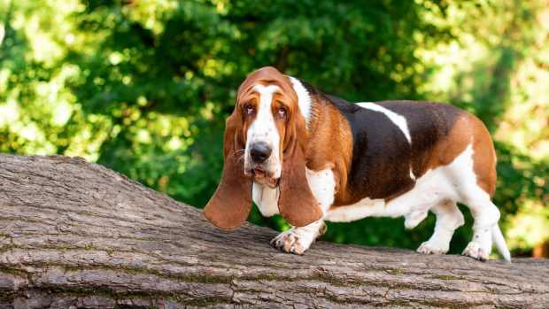 Basset Hound's Enchantment Watching 'The Fox and the Hound' Is True ...