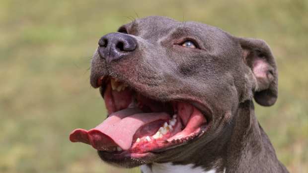 Staffy’s first train ride causes excitement, just like with a small child