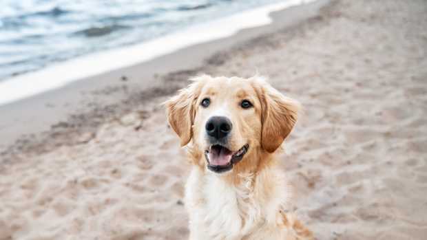 Golden Retriever Taking a Jet Ski Ride with Grandpa Is the Picture of ...