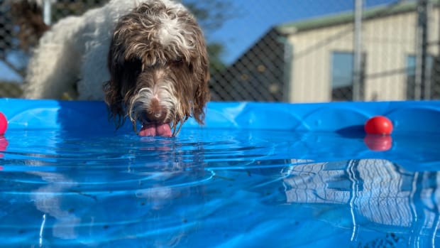 Rescued Mutt Going From Kennel to Having His Own Kiddie Pool Is Just ...