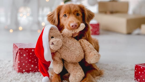 A Toller Retriever puppy holding a teddy bear in their mouth