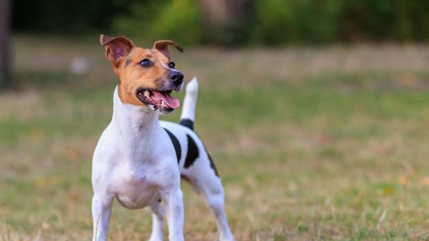 Jack Russell Terrier Gets Personal Cheering Section While Taking Her 