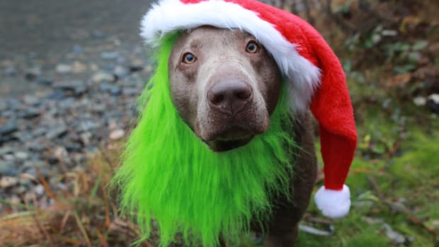 A Pittie dressed up in a Santa hat and Grinch beard