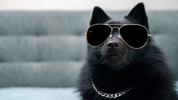 300-badass-dog-names-parade-pets