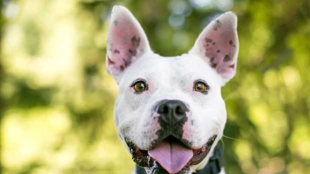 Deaf Pit Bull Takes on Heartwarming Role of Newborn Baby's Guardian ...