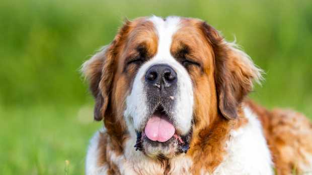 Massive St. Bernard's Happy Tail Wags Over Mom Coming Home Give True ...