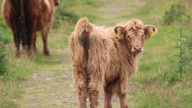 Cat Steps Up As Resident 'Babysitter' to Baby Mini Cows & Totally Nails ...