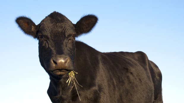 Mini Cows Get Adorably Excited Over an Early Christmas Present