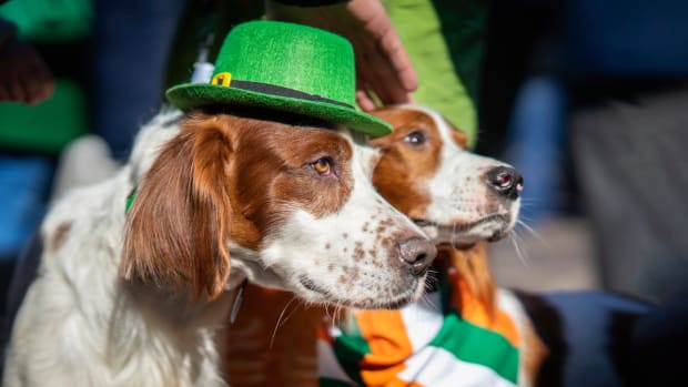 250-irish-dog-names-for-boy-and-girl-pups-parade-pets