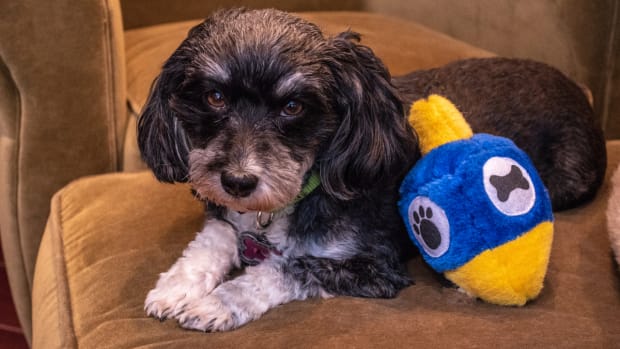 A Havanese with a stuffed doggy dreidel