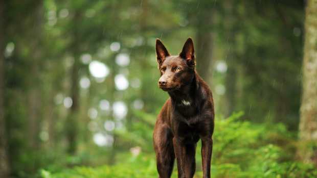 Working Australian Kelpies Prove They’re Anything But Ordinary Dogs 