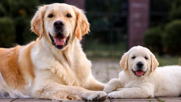 Golden Retriever Has Most Joyful Response to Meeting New Puppy Sibling