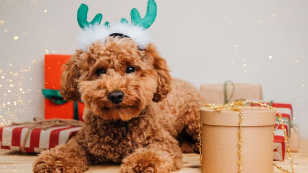 A ginger poodle sitting with presents, wearing green antlers
