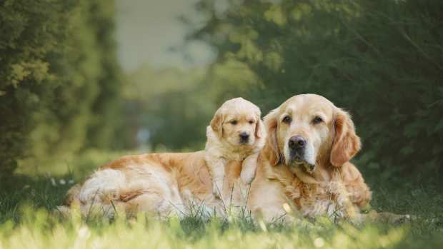 Golden Retriever's Precious Bond With New Puppy Sibling Will Convince ...