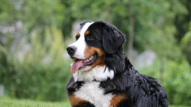 Bernese Mountain Dog's Adorable Request for Cheese Is Total Cuteness ...