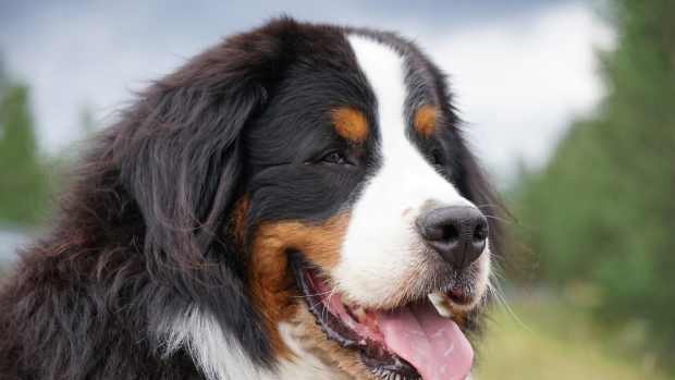 Bernese Mountain Dog Takes on the Role of 'Chief Happiness Officer' and ...