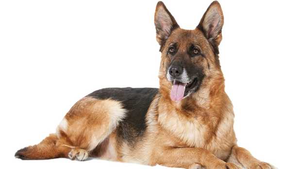 German Shepherd’s Disgust Over 'unwelcome Visitor' In His Mashed 