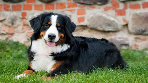 Bernese Mountain Dog's Adorable 'Happy' Bath Routine Is Going Viral ...