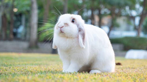 Sweet Cat Joins Rabbit Sibling for Lettuce Snack Every Night - Parade Pets