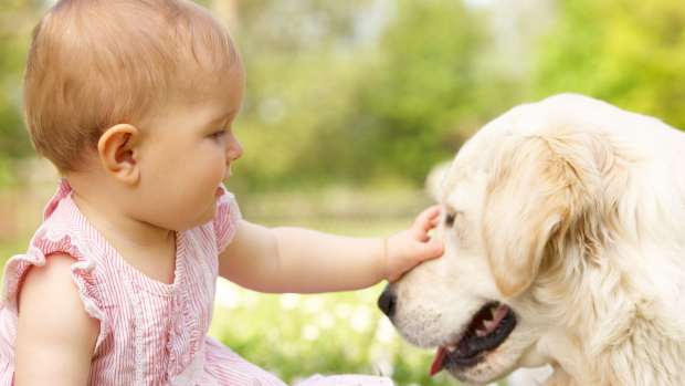 Golden Retriever Refuses To Go Outside Without A Hug In Display Of Pure 