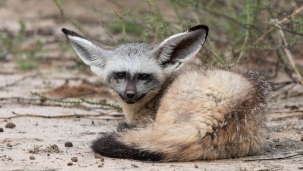 Cincinnati Zoo Announces the Winning Name for Their Baby Bat-Eared Fox ...