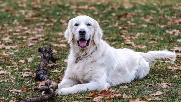 English Cream Golden Retriever's 'Low-Battery Moment' Is So Relatable ...