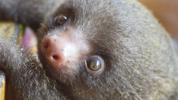 One-Week Old Baby Sloth at Cincinnati Zoo Couldn't Be Any Sweeter
