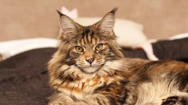 Woman’s Maine Coon Cat Has the Best ‘Mean Face’ and Everyone Needs To ...