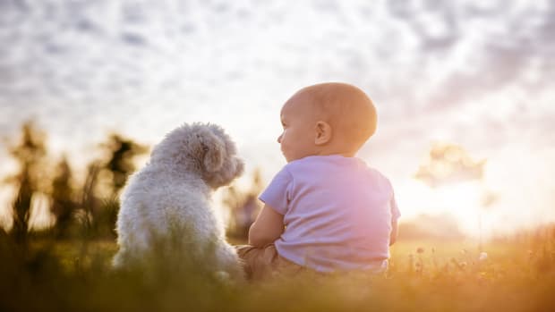 Cavalier King Charles Spaniel Puppy Can't Get Enough of His First