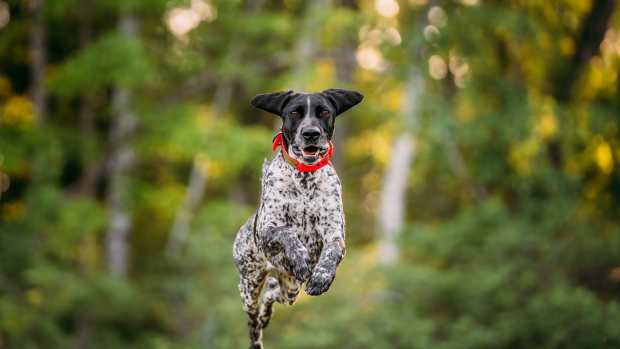 Mom Stopping to Cross Marathon Finish Line with German Shorthaired ...