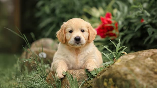 New Golden Retriever Puppy’s Dedication To Making Friends With Cat ...