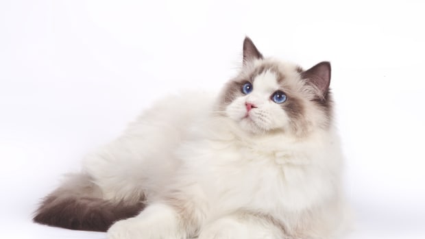 Ragdoll Cat Breed Info: Pictures, Temperament & Traits - Catster