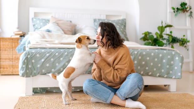 Here's Exactly What to Do If a Dog Gets Skunked and What to Avoid