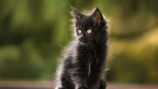 Maine Coon Cat Instantly Transforms From Kitten to Majestic King in ...