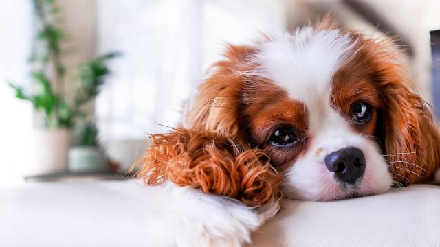 Cavalier King Charles Spaniel 'Stomps' His Paws in Demand of Mom's ...