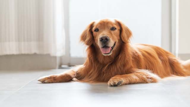 Sweet Golden Retriever Is Full of Wonder After Seeing Dad's Simple ...