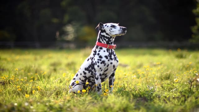 Dalmatian Dragging Mom To See Stray Cat Friend Every Day Will Cure the ...