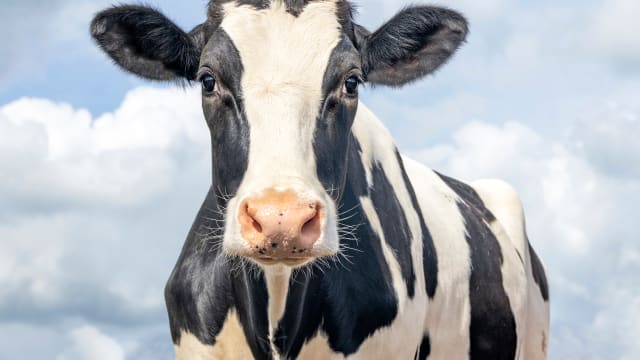 Happy cow looking at camera
