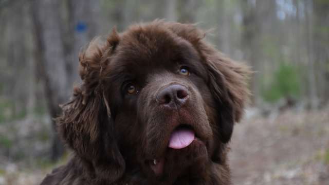 Newfoundland Puppies Going Through Their 'Dinosaur Phase' Are So ...