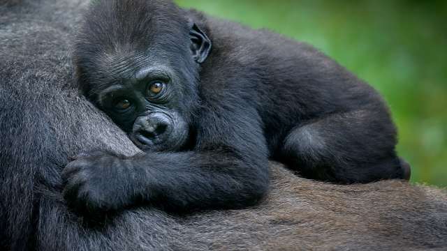 Moment Baby Gorilla 'Jameela' Is Held by Surrogate Mom for the First ...