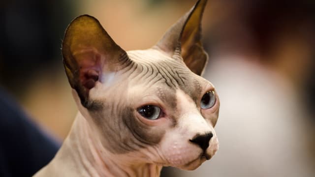 Sphynx Cats' Playful Slap Fights Echo In the Funniest Way - Parade Pets