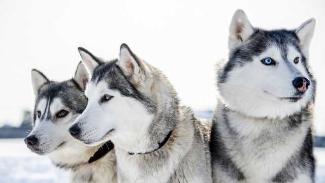 'old Soul' Husky Stopping To Take In The View Is Making People 