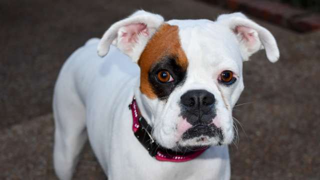 Senior Boxer's Sweet Bond with Frenchie Puppy Is Giving People the ...